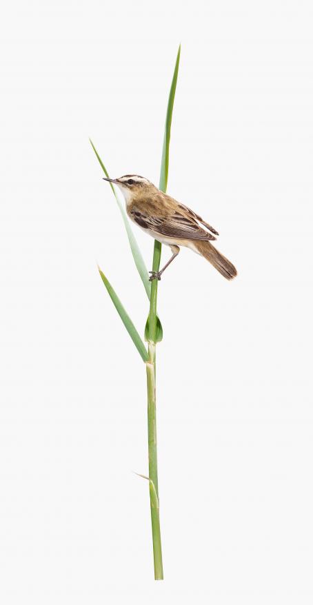 Sanna Kannisto: Acrocephalus schoenobaenus, 2019.