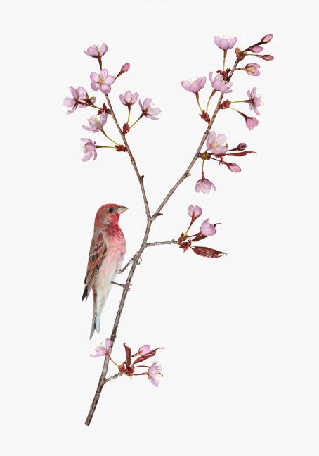Sanna Kannisto: Carpodacus erythrinus, 2019.