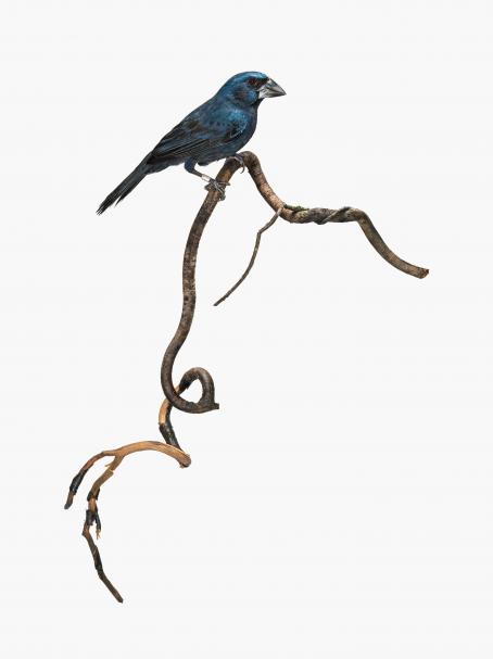 Sanna Kannisto: Cyanocompsa cyanoides, 2019.