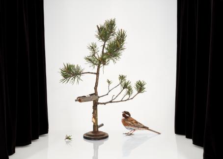Sanna Kannisto: Emberiza leucocephalos, 2019.