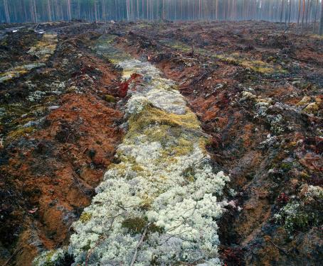 Hakkuuaukea. Kuvaa halkoo keskellä jäkälien ja sammalten peittämä ura. 