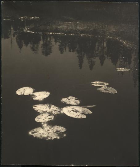 Mustavalkoisessa kuvassa vaaleita lumpeenlehtiä tummalla vedenpinnalla. Vesi näyttää tummalta. Auringonvalo kimaltelee lumpeissa. Veteen lumpeenlehtien viereen heijastuu metsää. 